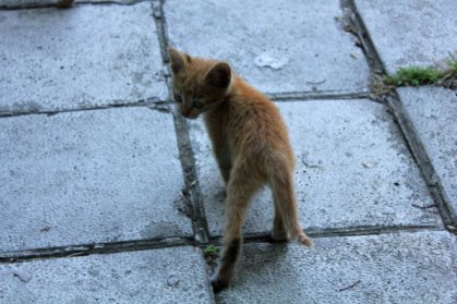Street cat. Photo credit: AngelEowyn, Carmen Wolters on Deviant Art