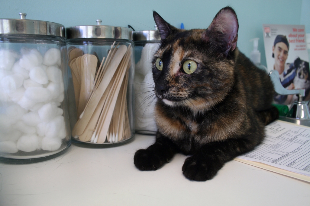 Cat visiting the vet. Photo credit: Lindsey Turner, Flickr