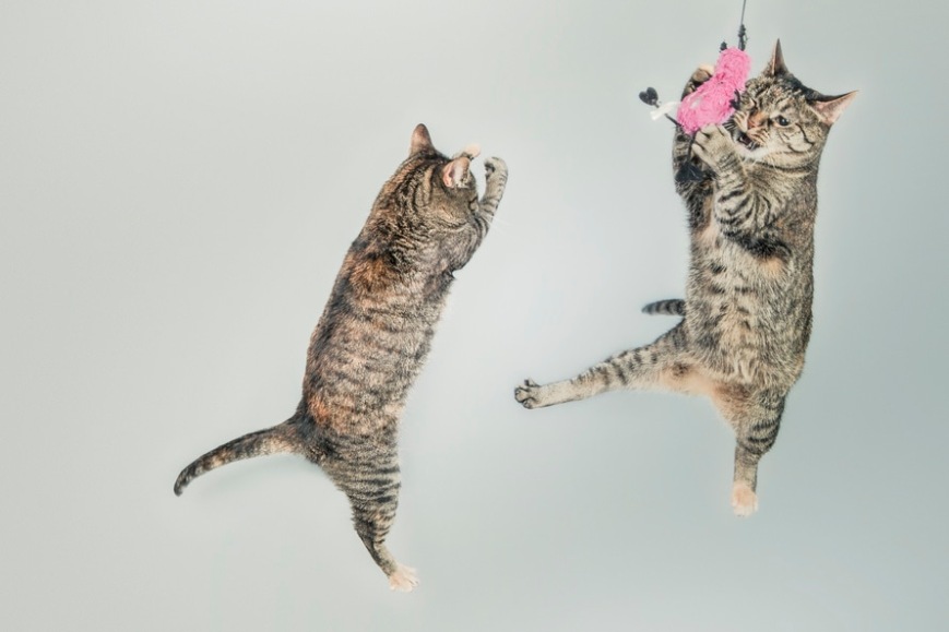 jumping cats