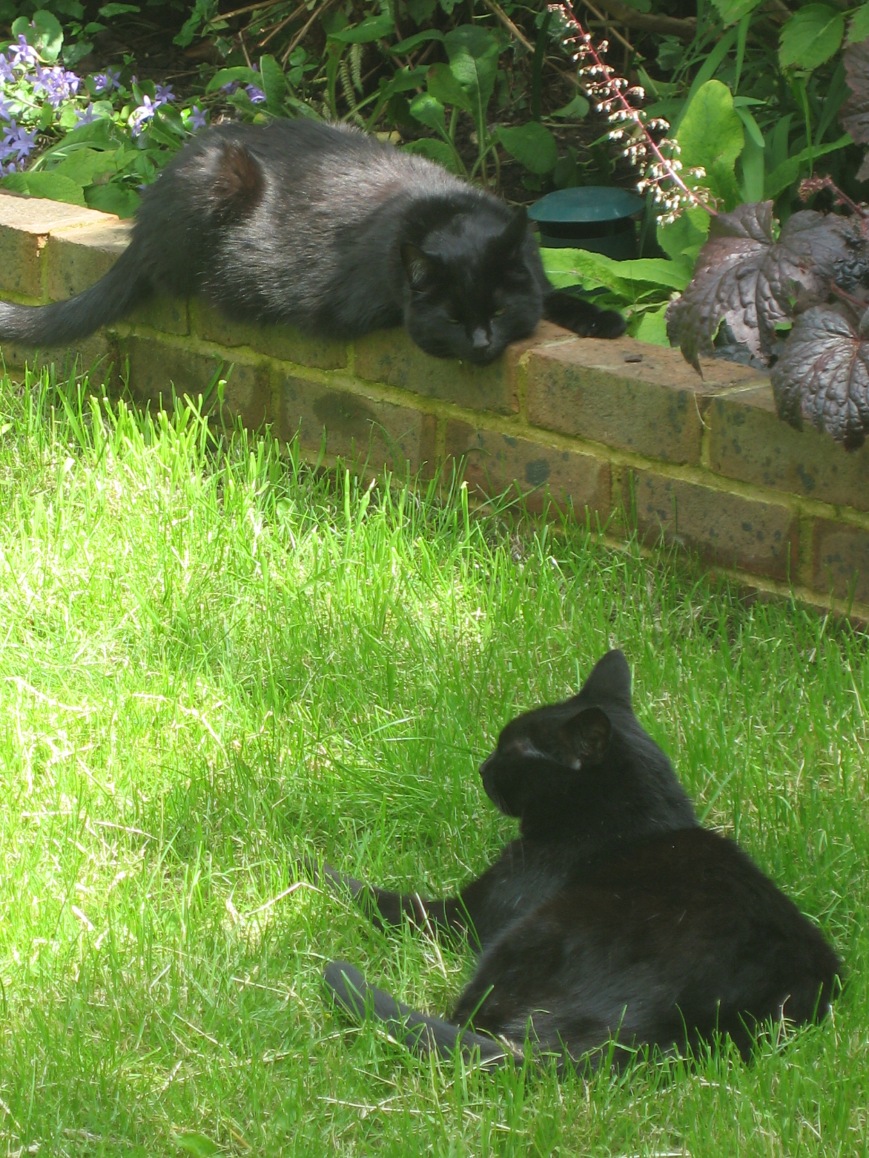 Sooty and Sweep hanging out in garden
